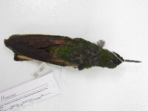  ( - UIS-CT02493)  @11 [ ] Unspecified (default): All Rights Reserved  Museo de Historia Natural UIS Universidad Industrial de Santander