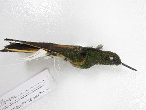  ( - UIS-CT02493)  @11 [ ] Unspecified (default): All Rights Reserved  Museo de Historia Natural UIS Universidad Industrial de Santander