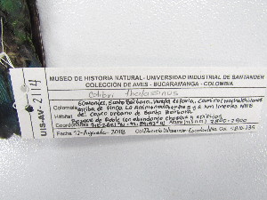  ( - UIS-CT0430)  @11 [ ] Unspecified (default): All Rights Reserved  Museo de Historia Natural UIS Universidad Industrial de Santander