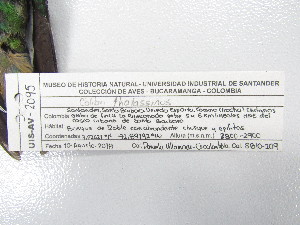 ( - UIS-CT0404)  @11 [ ] Unspecified (default): All Rights Reserved  Museo de Historia Natural UIS Universidad Industrial de Santander