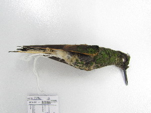  ( - UIS-CT0482)  @11 [ ] Unspecified (default): All Rights Reserved  Museo de Historia Natural UIS Universidad Industrial de Santander