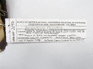 ( - UIS-CT0406)  @11 [ ] Unspecified (default): All Rights Reserved  Museo de Historia Natural UIS Universidad Industrial de Santander