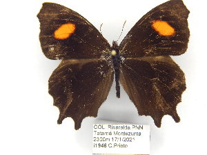  (Daedalma - CP_Lep_3474)  @11 [ ] CreativeCommons  Attribution Non-Commercial Share-Alike  Unspecified Corporacion Universitaria Autonoma del Cauca