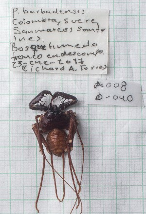  ( - CP_Lep_3535)  @11 [ ] CreativeCommons  Attribution Non-Commercial Share-Alike  Unspecified Corporacion Universitaria Autonoma del Cauca