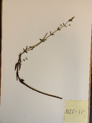  (Gratiola brevifolia - MCF-111)  @11 [ ] copyright (2021) Melanie Flood Columbus State University