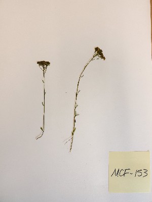  ( - MCF-153)  @11 [ ] copyright (2021) Melanie Flood Columbus State University