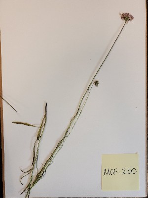  (Marshallia graminifolia - MCF-200)  @11 [ ] copyright (2021) Melanie Flood Columbus State University