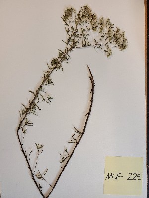  (Eupatorium hyssopifolium - MCF-225)  @11 [ ] copyright (2021) Melanie Flood Columbus State University