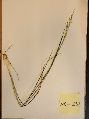  (Coleataenia longifolia - MCF-234)  @11 [ ] copyright (2021) Unspecified Columbus State University