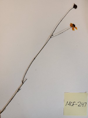  (Coreopsis linifolia - MCF-247)  @11 [ ] copyright (2021) Unspecified Columbus State University