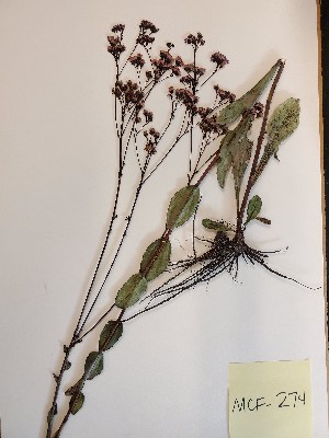  (Trilisa odoratissima - MCF-274)  @11 [ ] copyright (2021) Unspecified Columbus State University
