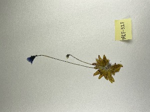  (Lentibulariaceae - MCF-328)  @11 [ ] copyright (2021) Kevin Burgess Columbus State University