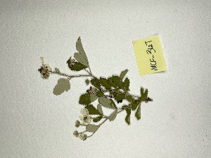  (Rubus cuneifolius - MCF-367)  @11 [ ] copyright (2021) Kevin Burgess Columbus State University