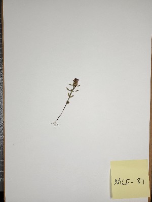 ( - MCF-87)  @11 [ ] copyright (2021) Melanie Flood Columbus State University
