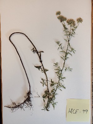  (Pycnanthemum flexuosum - MCF-99)  @11 [ ] copyright (2021) Melanie Flood Columbus State University