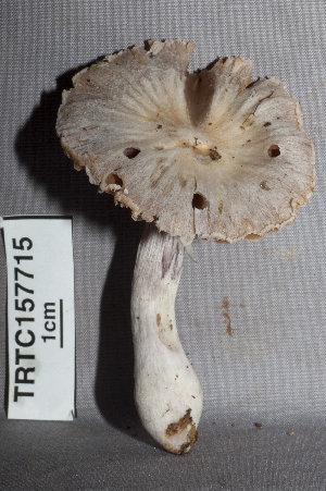  ( - TRTC157715)  @11 [ ] CreativeCommons - Attribution Non-Commercial Share-Alike (2010) Mycology Division, Royal Ontario Museum Royal Ontario Museum