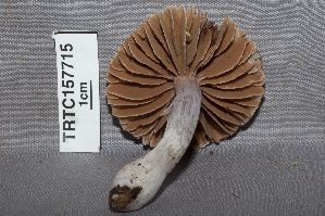  ( - TRTC157715)  @11 [ ] CreativeCommons - Attribution Non-Commercial Share-Alike (2010) Mycology Division, Royal Ontario Museum Royal Ontario Museum