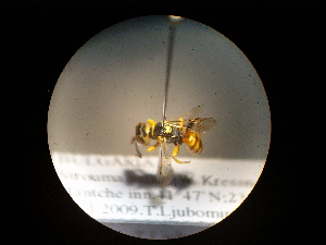  ( - CCDB-06434-B04)  @12 [ ] CreativeCommons - Attribution (2010) CBG Photography Group Centre for Biodiversity Genomics