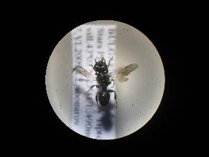  ( - CCDB-06434-G03)  @12 [ ] CreativeCommons - Attribution (2010) CBG Photography Group Centre for Biodiversity Genomics