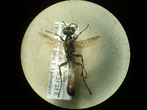  (Ammophila sareptana - CCDB-09784-F10)  @12 [ ] Copyright  G. Blagoev 2010 Unspecified