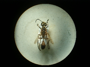  (Isodontia costipennis - CCDB-09784-G12)  @11 [ ] Copyright  G. Blagoev 2010 Unspecified