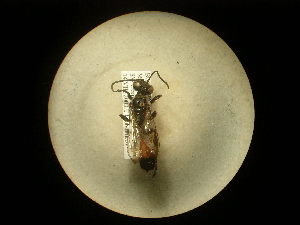  (Isodontia splendidula - CCDB-09784-H02)  @11 [ ] Copyright  G. Blagoev 2010 Unspecified