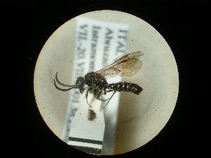  (Myrmosa atra - CCDB-09787-E06)  @11 [ ] Copyright  G. Blagoev 2010 Unspecified