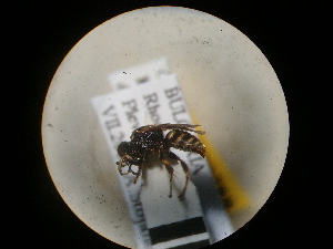  (Oxybelus subspinosus - CCDB-09788-G06)  @11 [ ] Copyright  G. Blagoev 2010 Unspecified