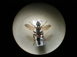  ( - CCDB-09789-A06)  @12 [ ] Copyright  G. Blagoev 2010 Unspecified
