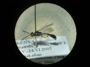  (Psenulus latiannulatus latiannulatus - CCDB-09789-H02)  @11 [ ] Copyright  G. Blagoev 2010 Unspecified