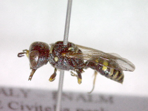  (Trypoxylon scutatum - CCDB-12229-D12)  @13 [ ] Copyright  G. Blagoev 2010 Unspecified