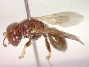  ( - CCDB-12231-C09)  @12 [ ] Copyright  G. Blagoev 2010 Unspecified