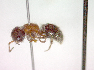  (Myrmilla calva - CCDB-12233-E02)  @13 [ ] Copyright  G. Blagoev 2010 Unspecified