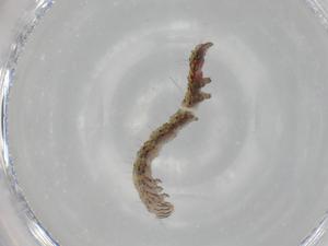  ( - BIOUG70882-G06)  @11 [ ] CreativeCommons - Attribution (2021) Centre for Biodiversity Genomics Centre for Biodiversity Genomics