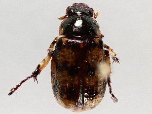  ( - BIOUG71235-B03)  @11 [ ] CreativeCommons - Attribution (2021) Centre for Biodiversity Genomics Centre for Biodiversity Genomics