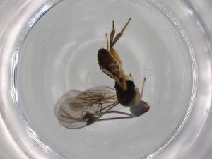  ( - BIOUG71431-A02)  @11 [ ] CreativeCommons - Attribution (2021) Centre for Biodiversity Genomics Centre for Biodiversity Genomics