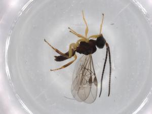  ( - BIOUG71432-C05)  @11 [ ] CreativeCommons - Attribution (2021) Centre for Biodiversity Genomics Centre for Biodiversity Genomics