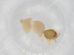  ( - BIOUG71453-F08)  @11 [ ] CreativeCommons - Attribution (2021) Centre for Biodiversity Genomics Centre for Biodiversity Genomics