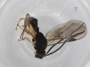  ( - BIOUG71477-C01)  @11 [ ] CreativeCommons - Attribution (2021) Centre for Biodiversity Genomics Centre for Biodiversity Genomics