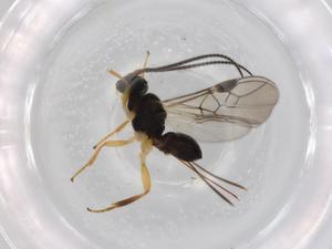  ( - BIOUG71477-D03)  @11 [ ] CreativeCommons - Attribution (2021) Centre for Biodiversity Genomics Centre for Biodiversity Genomics