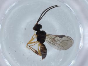  ( - BIOUG71513-E09)  @11 [ ] CreativeCommons - Attribution (2021) Centre for Biodiversity Genomics Centre for Biodiversity Genomics