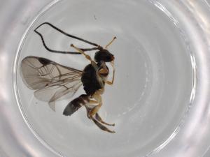  ( - BIOUG71535-H08)  @11 [ ] CreativeCommons - Attribution (2021) Centre for Biodiversity Genomics Centre for Biodiversity Genomics