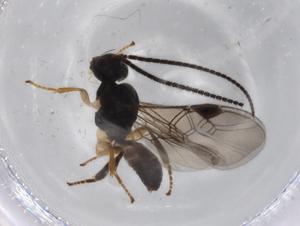  ( - BIOUG71549-G06)  @11 [ ] CreativeCommons - Attribution (2021) Centre for Biodiversity Genomics Centre for Biodiversity Genomics