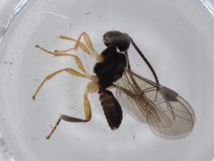  ( - BIOUG71728-G04)  @11 [ ] CreativeCommons - Attribution (2021) Centre for Biodiversity Genomics Centre for Biodiversity Genomics