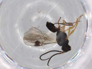  ( - BIOUG72018-F08)  @11 [ ] CreativeCommons - Attribution (2021) Centre for Biodiversity Genomics Centre for Biodiversity Genomics