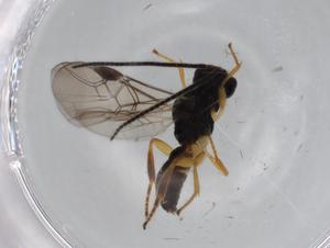  ( - BIOUG72040-C12)  @11 [ ] CreativeCommons - Attribution (2021) Centre for Biodiversity Genomics Centre for Biodiversity Genomics