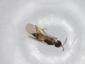  (chalMalaise01 malaise9416 - BIOUG72336-F11)  @11 [ ] CreativeCommons - Attribution (2021) Centre for Biodiversity Genomics Centre for Biodiversity Genomics