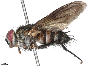  (Scotiptera Malaise6665 - BIOUG58691-C09)  @11 [ ] CreativeCommons - Attribution (2022) CBG Photography Group Centre for Biodiversity Genomics