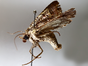  ( - BIOUG64450-E12)  @11 [ ] CreativeCommons - Attribution (2021) Centre for Biodiversity Genomics Centre for Biodiversity Genomics