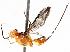  ( - BIOUG71241-A06)  @11 [ ] CreativeCommons - Attribution (2021) Centre for Biodiversity Genomics Centre for Biodiversity Genomics